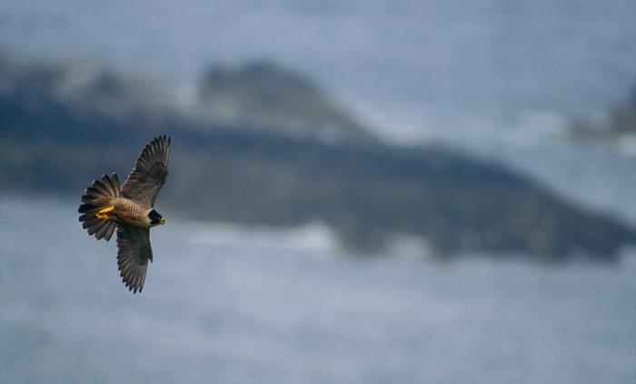 Peregrine Falcon - Image Credit: Chris Gomersall